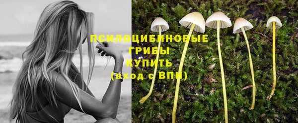 PSILOCYBIN Белокуриха